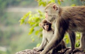 属猴人本命年需要注意什么？有什么说法？