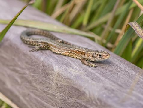 冷血动物有哪些动物
