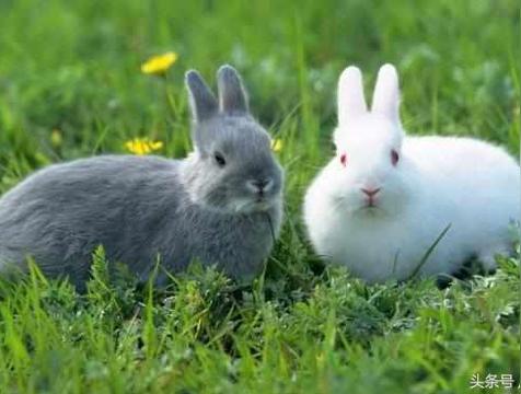 属兔的最忌讳哪个月出生