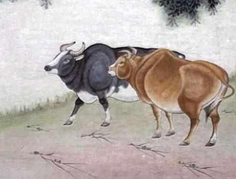 湖内之牛是什么意思(命运好不好)