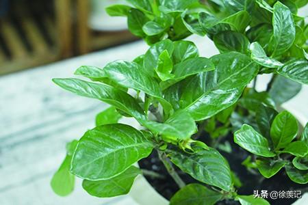 栀子花为啥不吉利,有什么寓意和传说