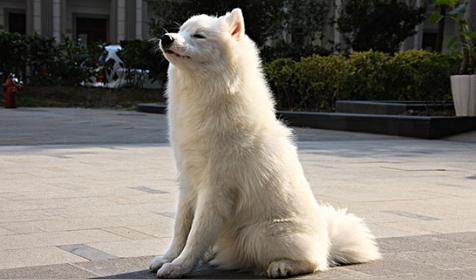 属狗哪天出生更好(属狗人出生日的命