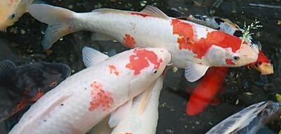 锦鲤与十二生肖