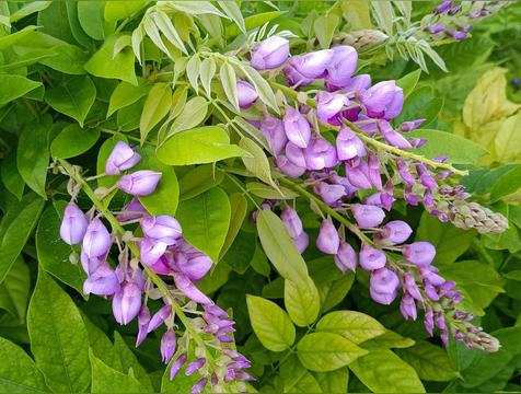 比较旺宅的爬藤植物