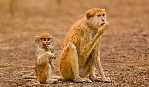 属猴哪天出生更好(属猴人出生日的命