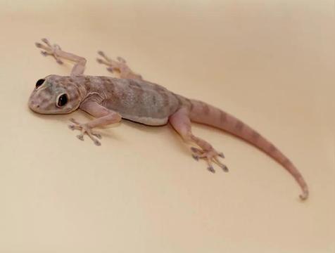 壁虎在家里是什么征兆(壁虎的寓意)