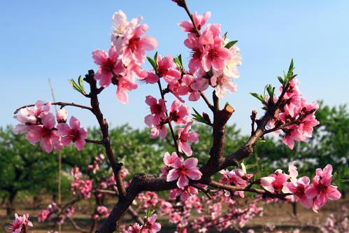 古代桃花的象征意义