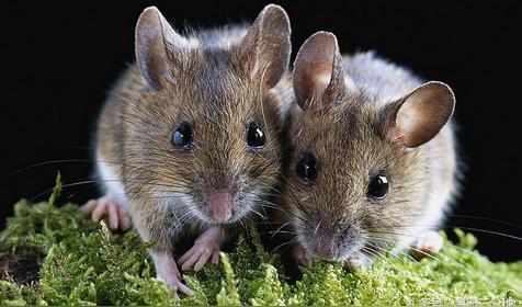 属鼠几月出生是好命运