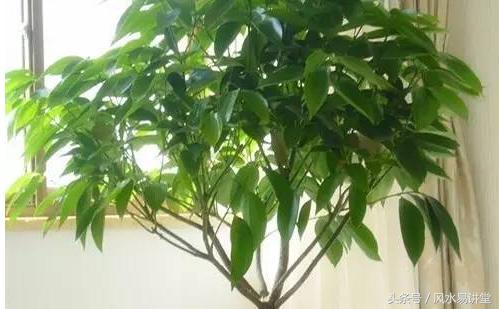 客厅植物选什么好(客厅植物风水招财讲究)