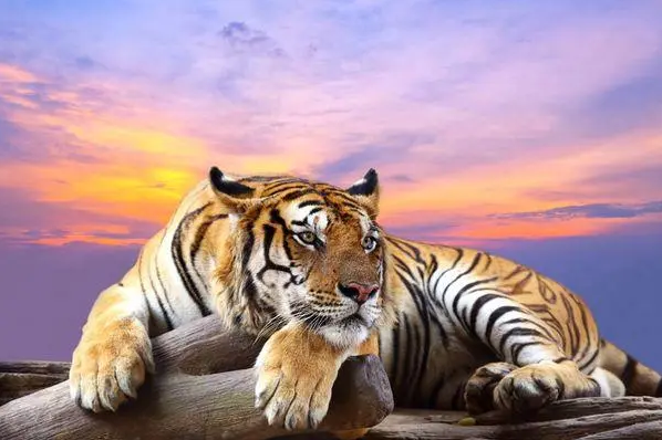 什么东西旺属虎人(属虎的一辈子不能戴黄金吗)