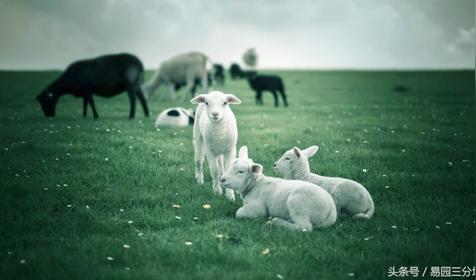 属羊几月出生是好命运