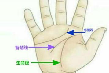 生命线末端分叉是什么意思