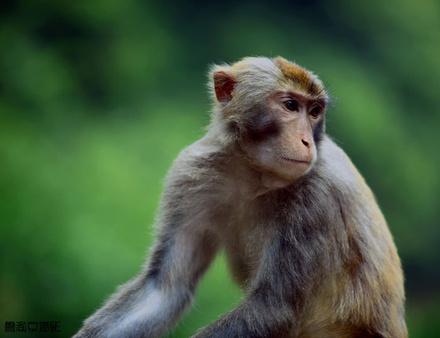 属鼠人一生最旺3个人