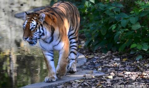 属虎人出生时辰的命运