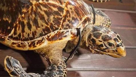 十大辟邪物品排行(民间十大辟邪神物)