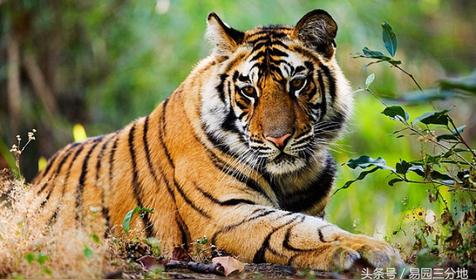 属虎哪天出生更好(属虎人出生日的命运)