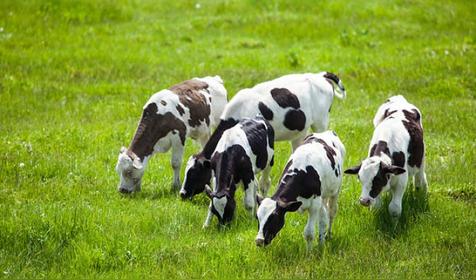 属牛哪天出生更好(生肖牛出生日的命