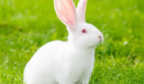 属兔几月出生是好命运