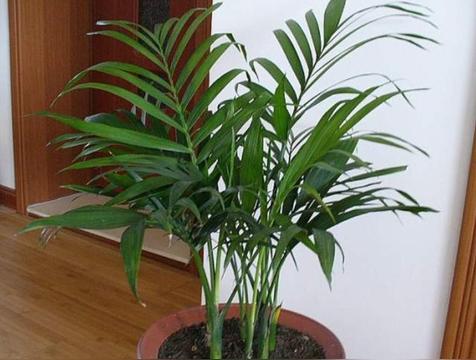 凤尾竹放客厅大忌