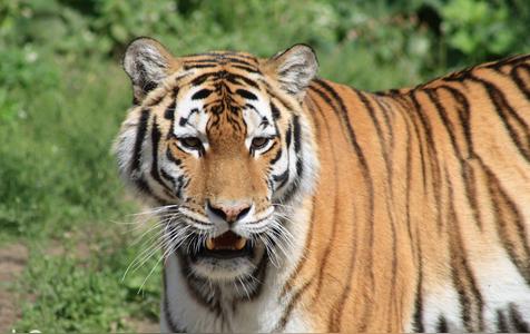 过山之虎是什么意思(命运好不好)