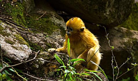 属猴几月出生是好命运