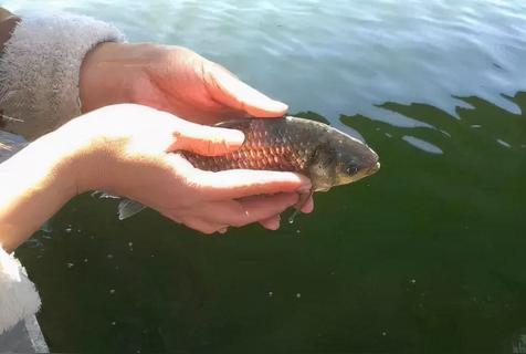 放生什么转运更快,增加运气放生放什