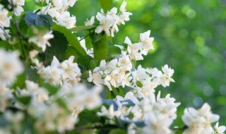 办公室旺风水植物(办公室吉利的三种花)