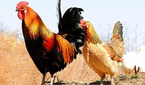 属鸡人出生时辰的命运