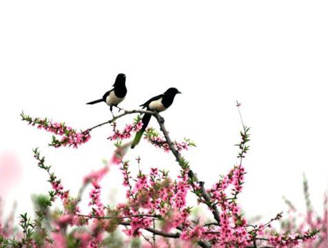 喜鹊叫时辰吉凶时间表(喜鹊叫有什么兆头)