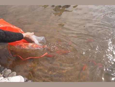 放生什么对财运更好,放生什么带财运