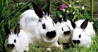 天上人间是什么生肖