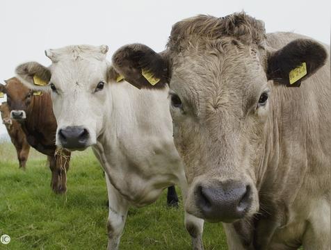 豪言空话是什么生肖