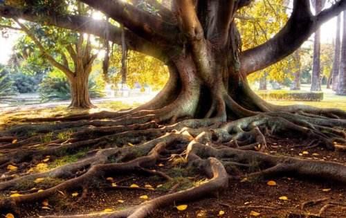 五行之木是什么意思