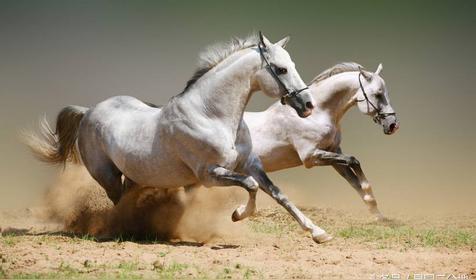 属马几月出生是好命运
