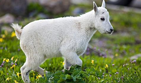 属羊哪天出生更好(属羊人出生日的命运)