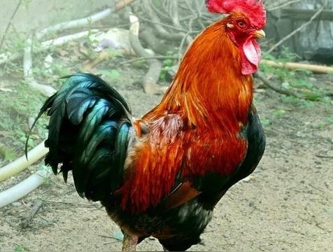 家有四声叫:半夜鸡叫 夜猫子叫 狗叫 婴幼哭闹