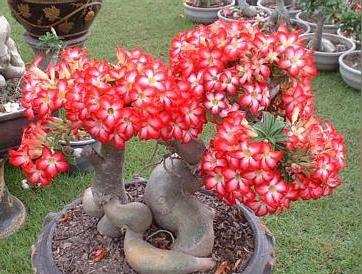 家里再穷也要养这3种花