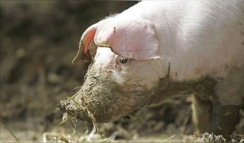 属猪人出生时辰的命运