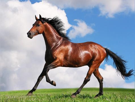 冲锋陷阵是什么生肖(答案:马)