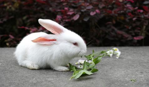 属兔哪天出生更好(属兔人出生日的命运)