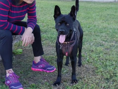 黑狗辟邪是真的吗