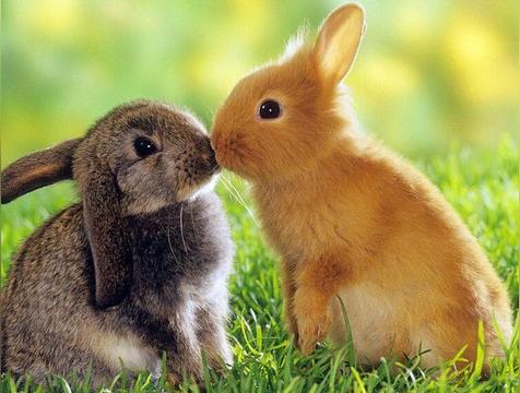 大摇大摆是什么生肖(虎)