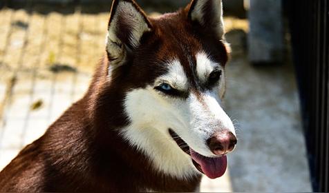 属狗人出生时辰的命运