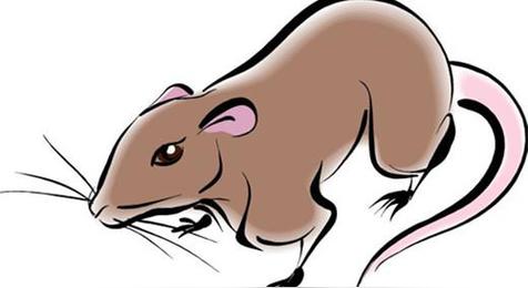 12生肖谁更短命(生肖鼠)