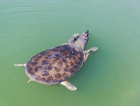 放生甲鱼有三大忌讳