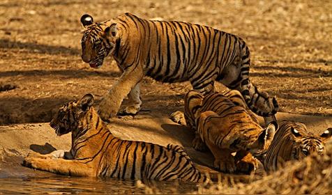 属虎几月出生是好命运