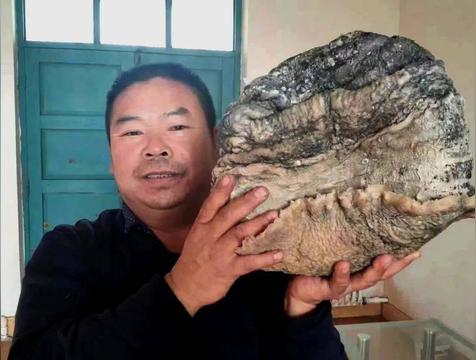 黑太岁是什么东西