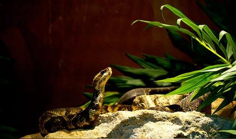 属蛇哪天出生更好(属蛇人出生日的命运)