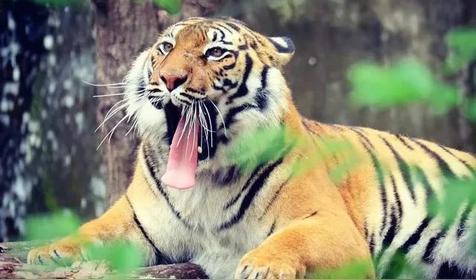 刻画入微是什么生肖