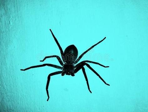 黑蜘蛛的寓意和象征风水